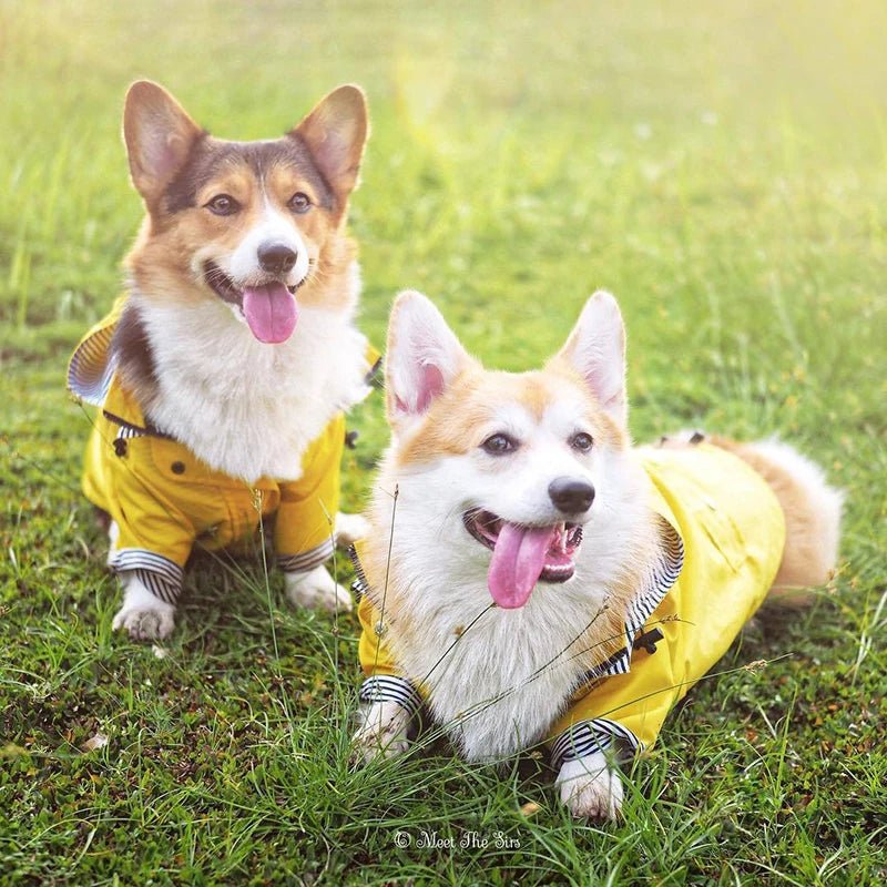 Manteau Imperméable Pour Chien Oscar et Plume Jaune / S