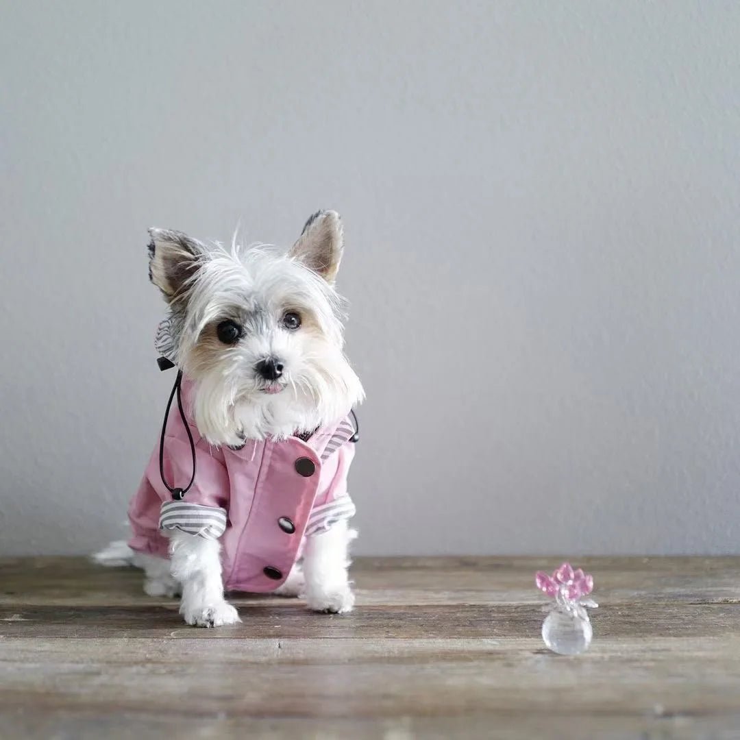 Manteau Imperméable Pour Chien Oscar et Plume Jaune / S