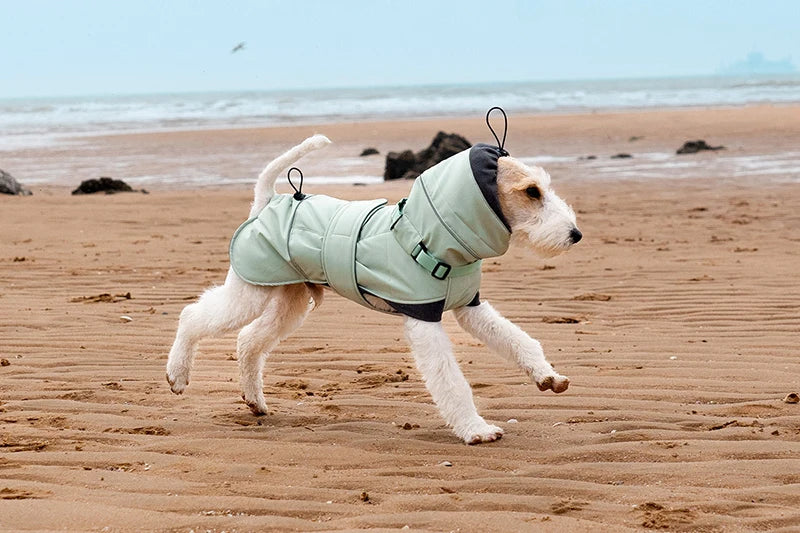 Chien portant un manteau imperméable pour chien de la marque Oscar et Plume sur la plage