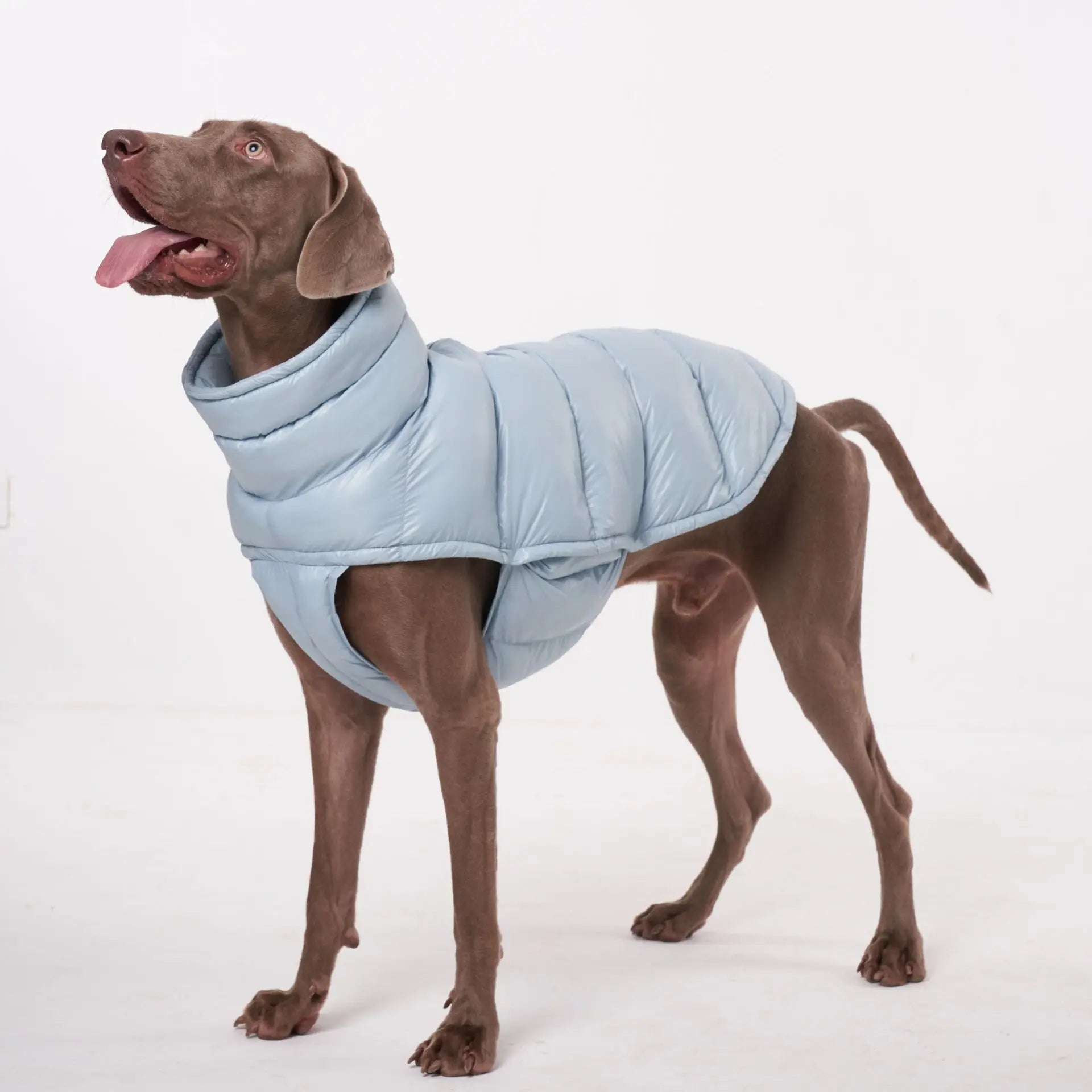 Manteau pour chien bleu clair de marque Oscar et Plume avec rembourrage confortable