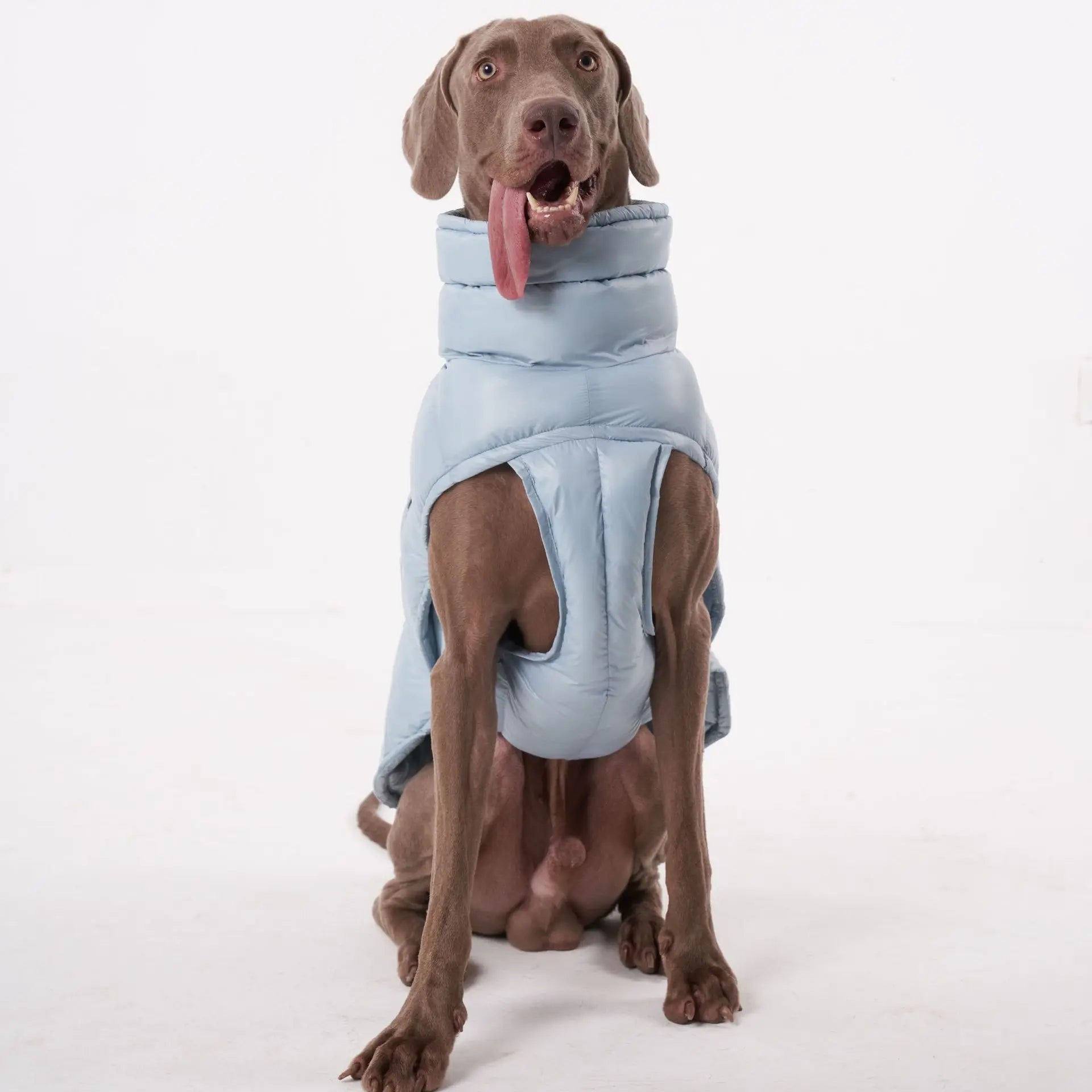 Manteau pour chien Oscar et Plume en bleu clair, idéal pour garder votre animal au chaud et stylé