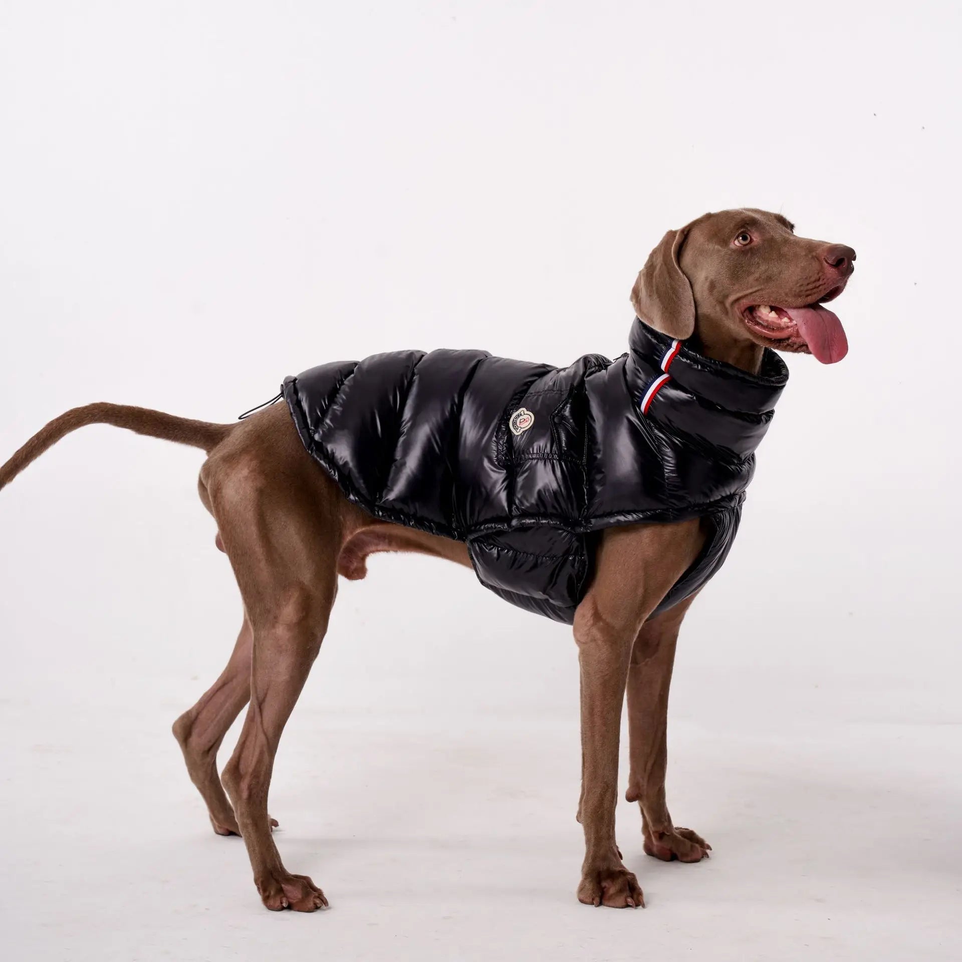 Manteau pour chien noir d'Oscar et Plume avec rembourrage confortable pour un bon maintien