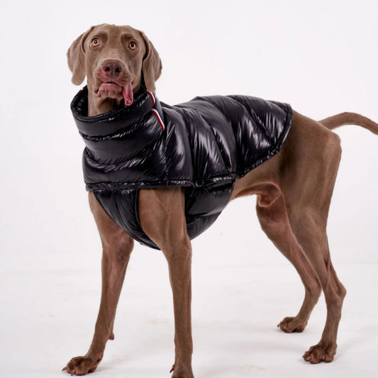 Manteau pour chien Oscar et Plume en noir, rembourré et confortable pour protéger votre animal du froid