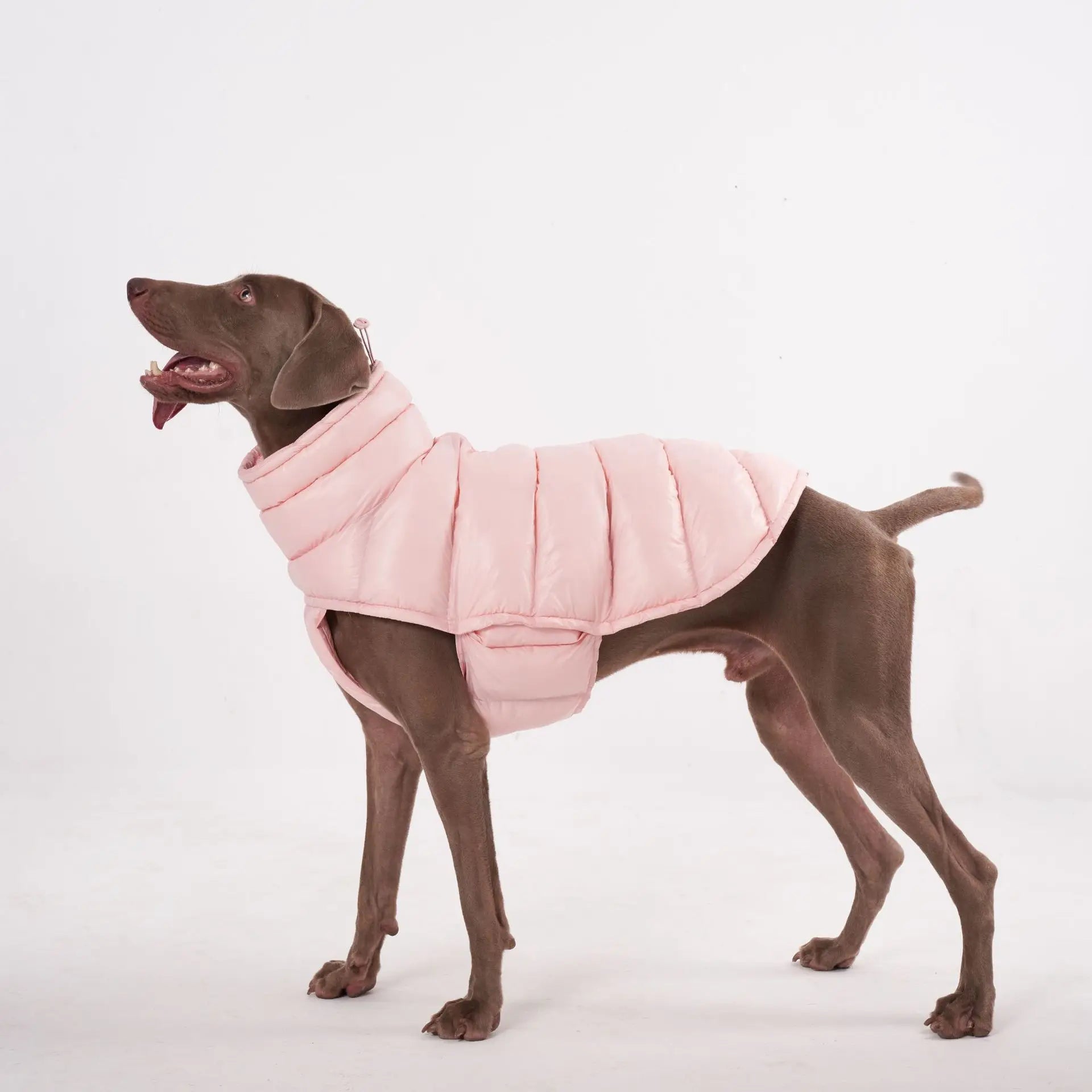 Manteau pour chien Oscar et Plume en rose, isolé pour garder votre animal au chaud