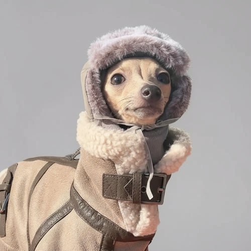 Petit chien portant un manteau pour lévrier fausse fourrure, idéal pour les températures froides.