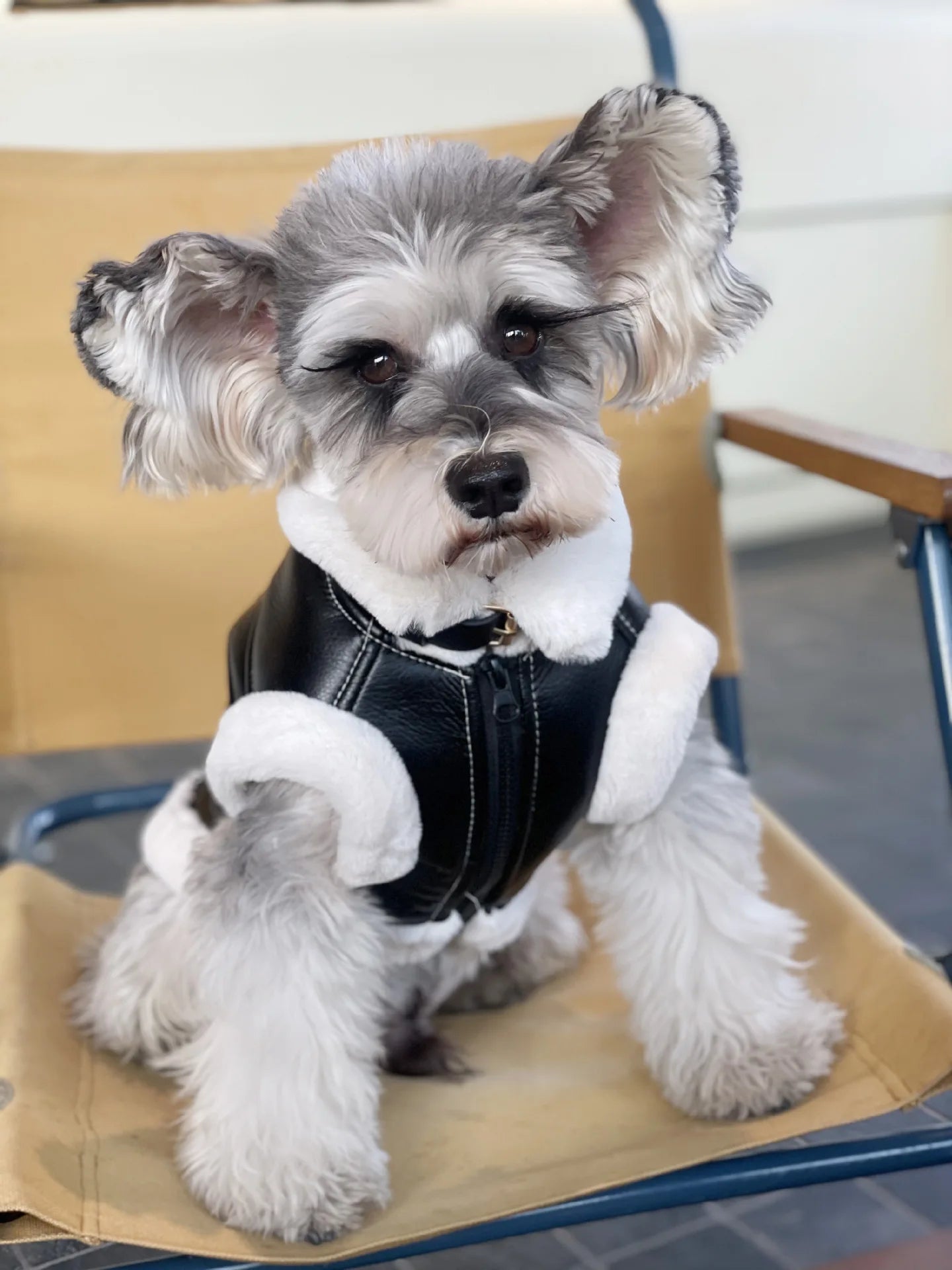 Manteau simili cuir et doublé fausse fourrure pour chien - Oscar et Plume