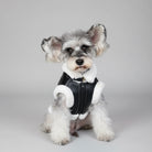 Petit chien gris avec manteau simili cuir pour chien noir et doublure blanche assis sur une chaise