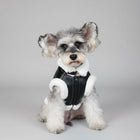 Petit chien gris avec manteau simili cuir pour chien noir et doublure blanche assis sur une chaise