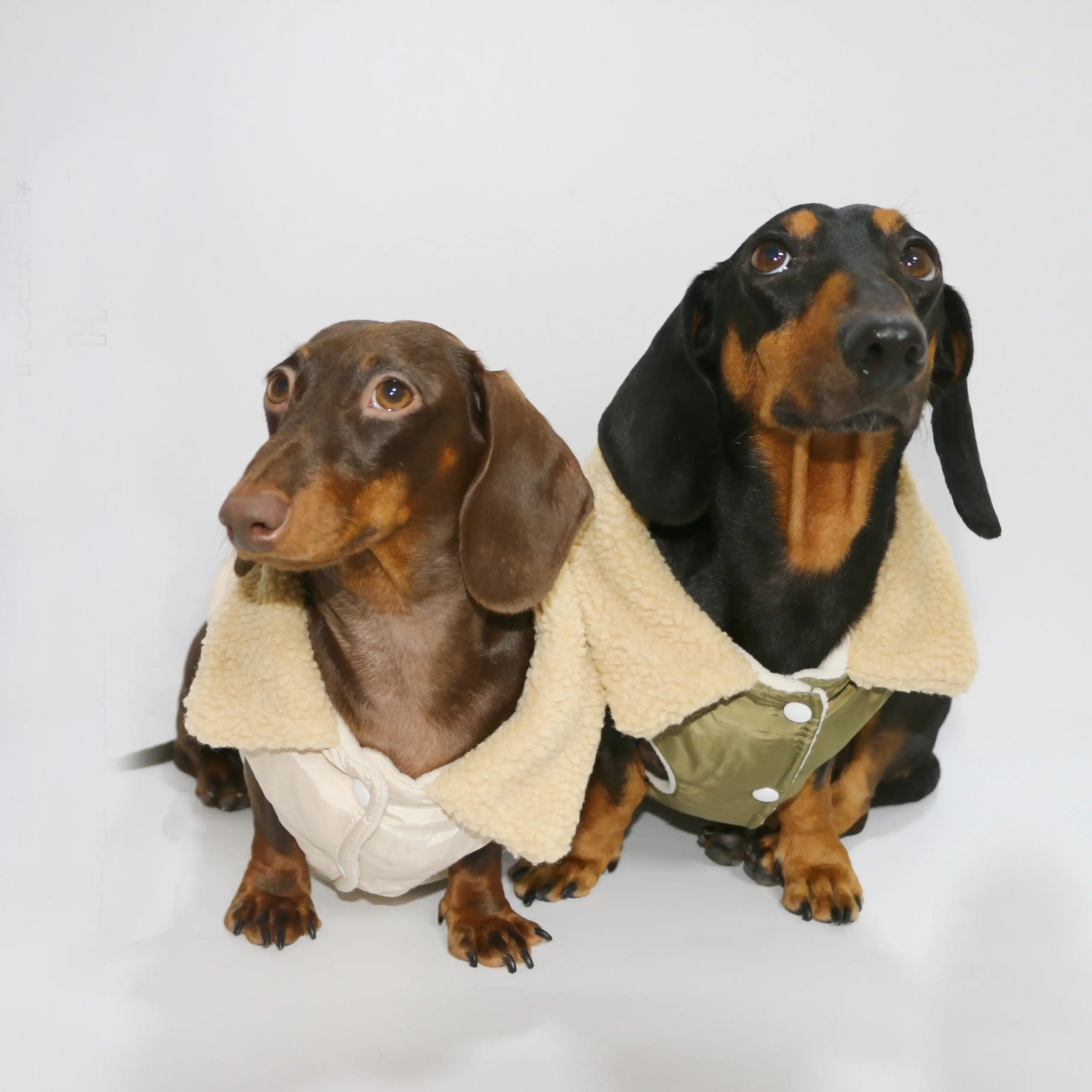 Manteau teckel en fourrure avec col pour chiens teckels, coloris beige et olive
