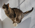 Load image into Gallery viewer, Mur d'escalade design pour chat Oscar et Plume
