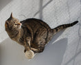 Load image into Gallery viewer, Mur d'escalade design pour chat Oscar et Plume
