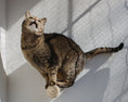 Load image into Gallery viewer, Mur d'escalade design pour chat Oscar et Plume
