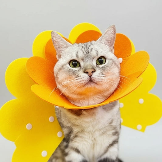 Collerette de protection en feutrine pour chat Oscar et Plume