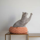 Un chat gris jouant près d'un vase, dans un panier chat en coton recyclé sur une table moderne