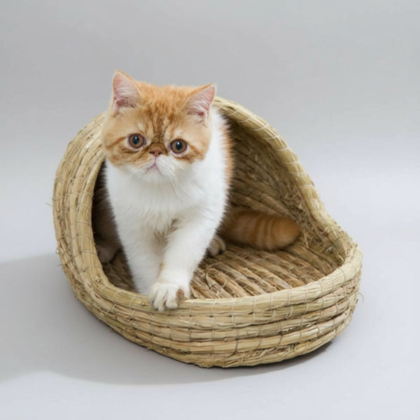 Chat beige dans un panier chat rotin tressé naturel pour animaux Oscar et Plume