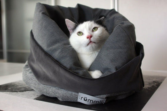 Chat blanc dans un panier chat velours gris confortable et moelleux Oscar et Plume
