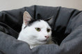Charger l'image dans la visionneuse de la galerie, Chat blanc et noir confortablement installé dans un panier chat velours gris foncé Oscar et Plume
