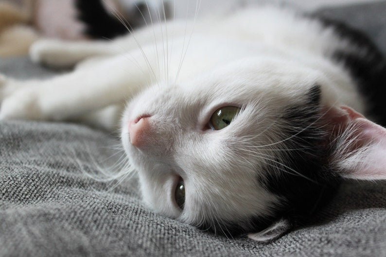 Chat blanc et noir allongé confortablement dans un panier chat velours moelleux Oscar et Plume