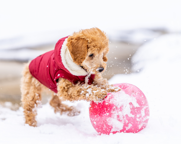 petit chien portant un manteau rouge et jouant dans la neige avec un ballon