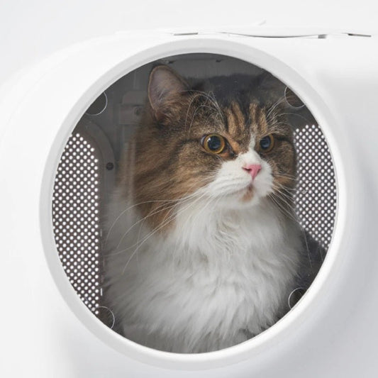 Chat à l'intérieur d'une valise à roulette pour chat blanche de la marque Oscar et Plume