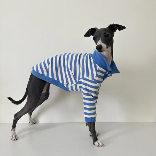 Polo pour lévrier italien rayé bleu et blanc, confortable et élégant pour les chiens