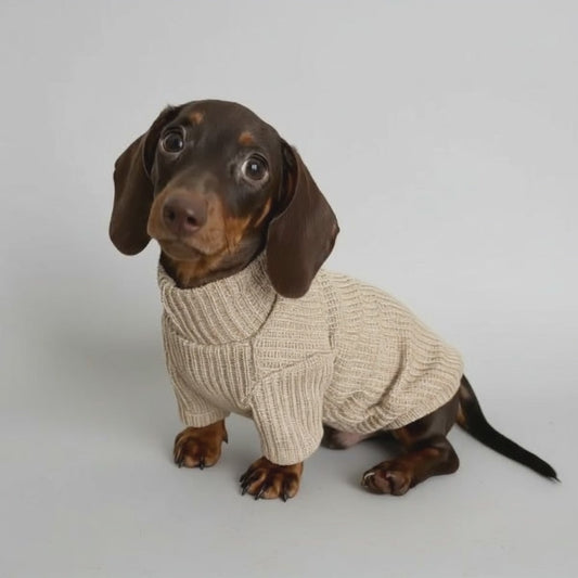 Pull Et Gilet Elégant Pour Chien Teckel