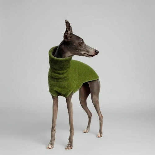 Pull col roulé pour lévrier en vert, parfait pour les promenades en extérieur par temps frais
