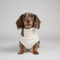 Charger l'image dans la visionneuse de la galerie, Pull col roulé pour teckel en blanc avec tissu doux, parfait pour garder votre chien au chaud
