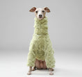 Charger l'image dans la visionneuse de la galerie, Whippet élégant portant un pull col roulé whippet vert mousse en tissu microfibre doux confort extérieur
