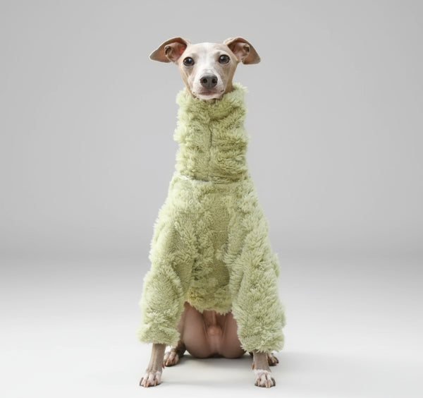 Whippet élégant portant un pull col roulé whippet vert mousse en tissu microfibre doux confort extérieur