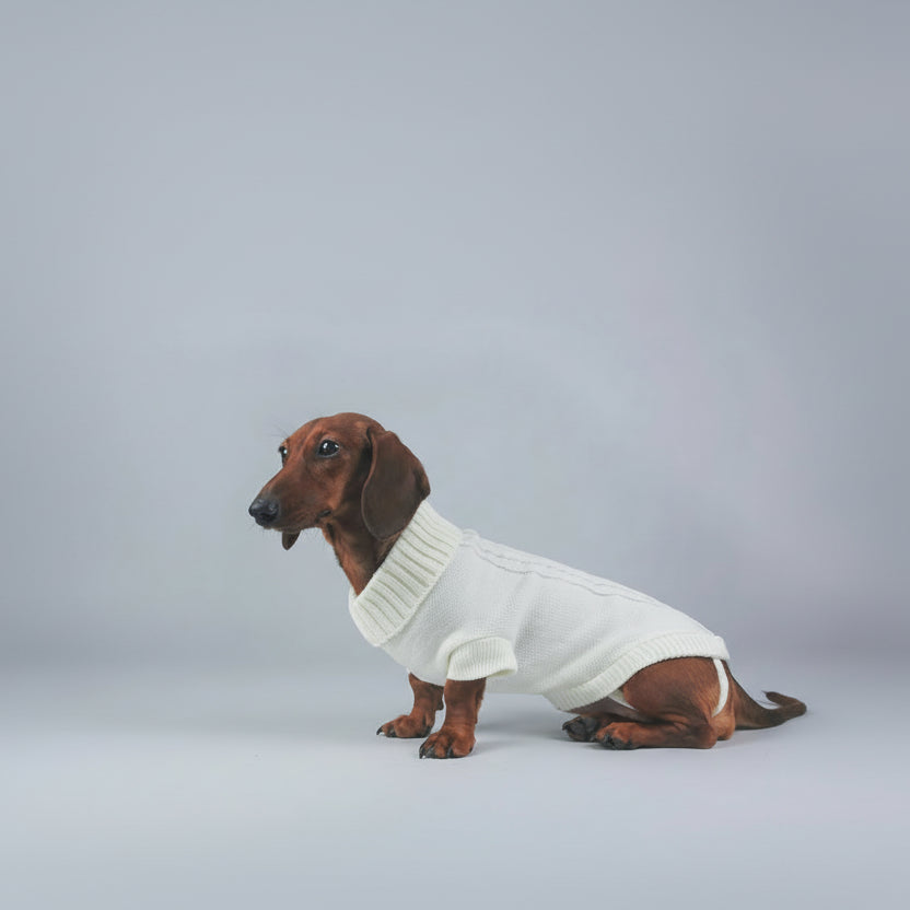 Pull élégant pour teckel en blanc avec col montant pour les chiens raffinés