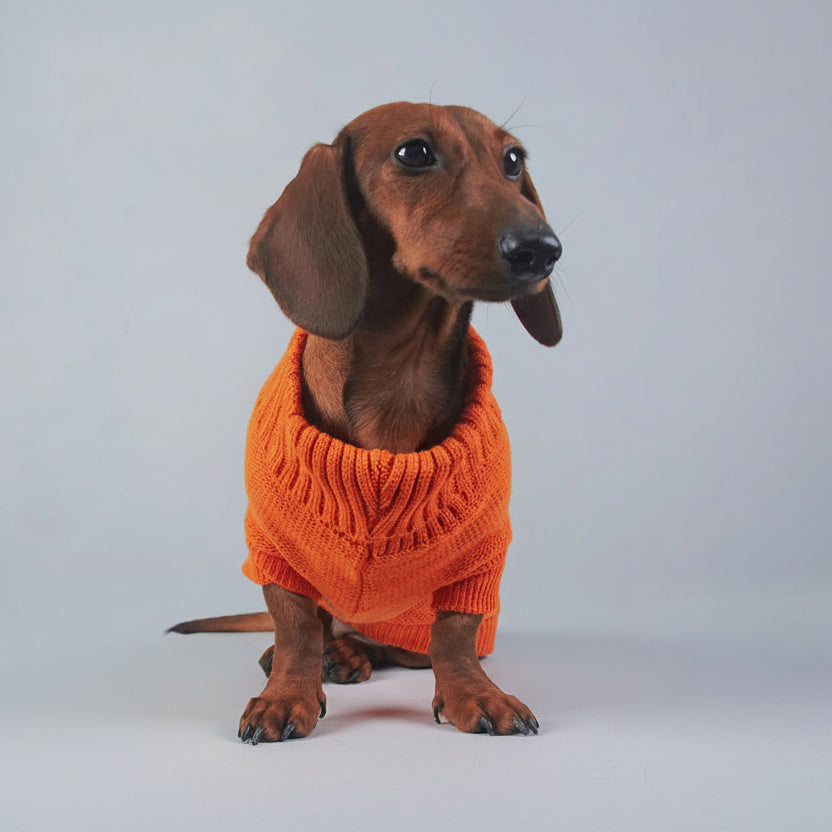 Pull élégant pour teckel en orange avec un col en tricot pour un look stylé