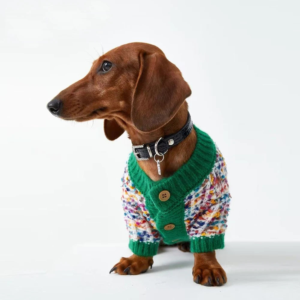Pull hiver pour teckel en tricot coloré avec boutons et col vert