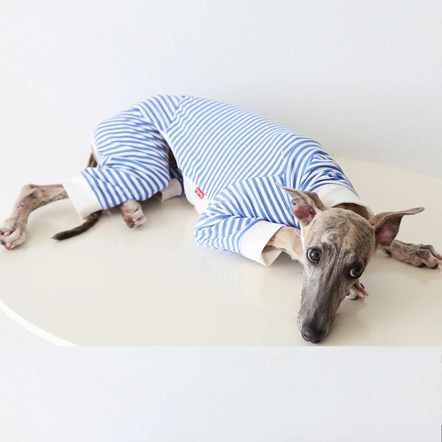 Pull léger pour lévrier rayé bleu et blanc, parfait pour garder votre chien au chaud et à la mode