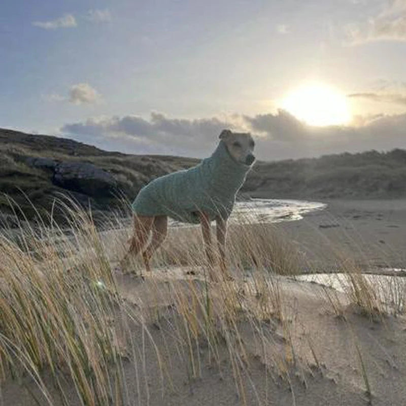 Lévrier portant un pull polaire pour lévrier sur la plage au coucher du soleil
