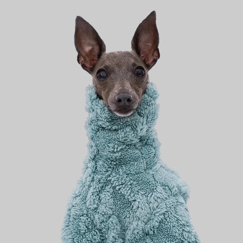 Un lévrier dans un pull polaire pour lévrier doux et chaud, couleur bleu clair