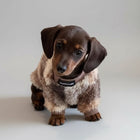 Un teckel mignon portant un pull polaire pour teckel sur un plaid confortable