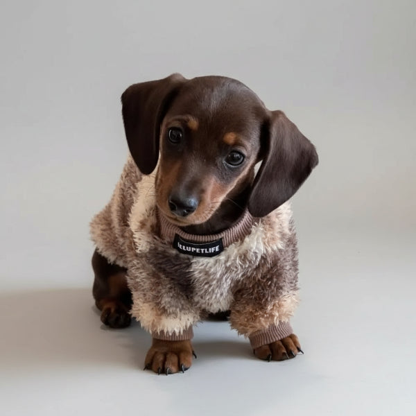 Un teckel mignon portant un pull polaire pour teckel sur un plaid confortable