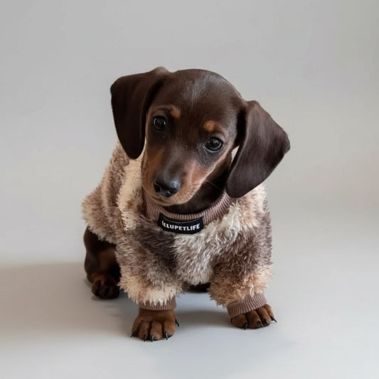 Un teckel mignon portant un pull polaire pour teckel sur un plaid confortable