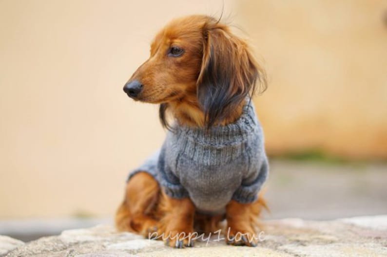 Pull pour chien teckel Oscar et Plume