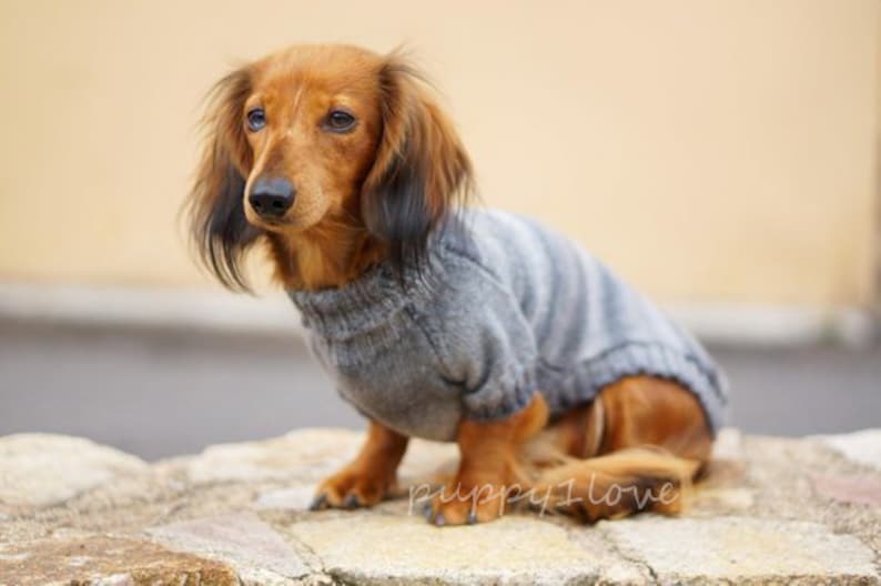 Pull pour chien teckel Oscar et Plume