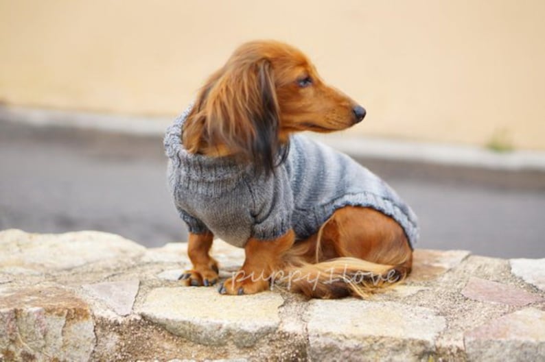 Pull pour chien teckel Oscar et Plume