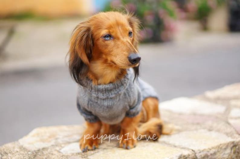 Pull pour chien teckel Oscar et Plume