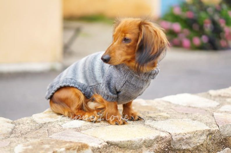 Pull pour chien teckel Oscar et Plume