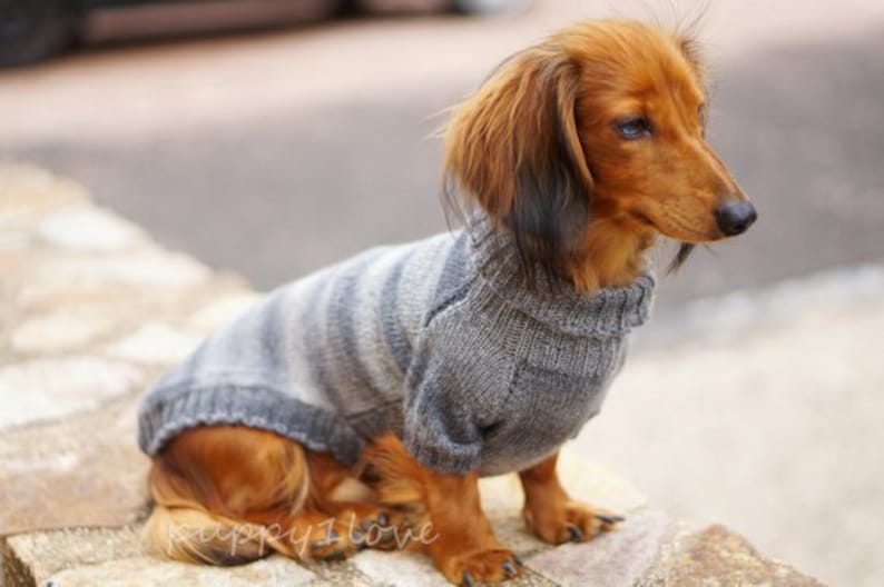 Pull pour chien teckel Oscar et Plume