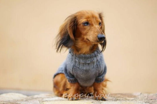 Pull pour chien - Oscar et Plume