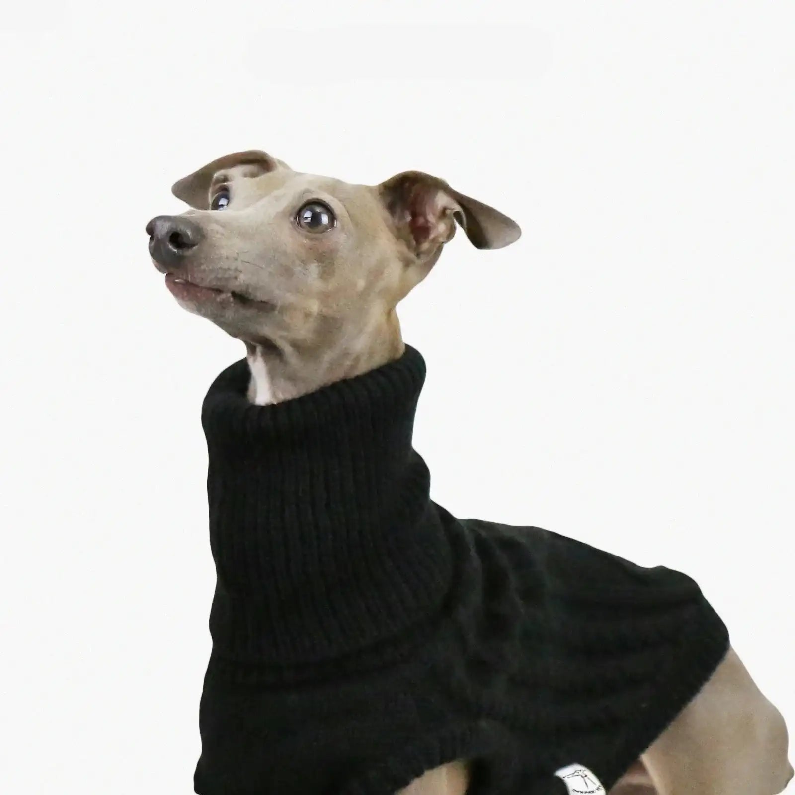 Pull pour lévrier en laine noir à col roulé porté par un chien lévrier élégant