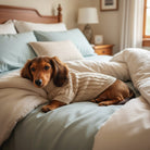 Chien teckel portant un pull pour petit chien en tricot beige, posé sur un coussin coloré