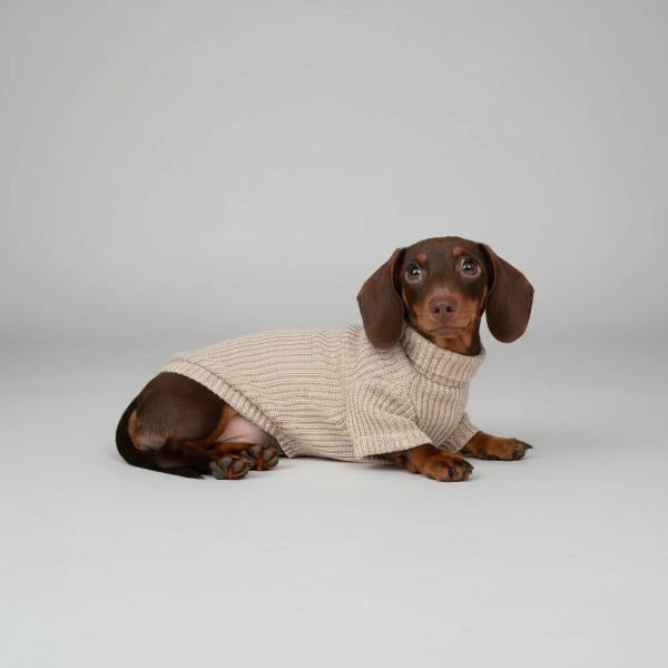 Teckel en pull pour teckel de couleur beige avec un style confortable et élégant sur tapis