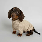 Pull pour teckel en beige, doux et confortable, parfait pour garder votre chien au chaud